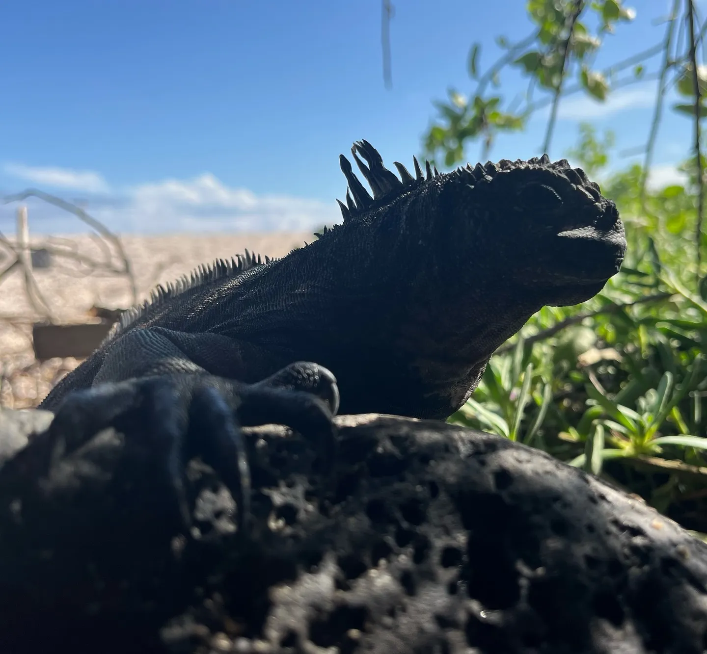 The Galápagos